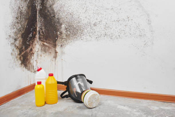 Best Commercial Mold Removal  in Quinnipiac University, CT