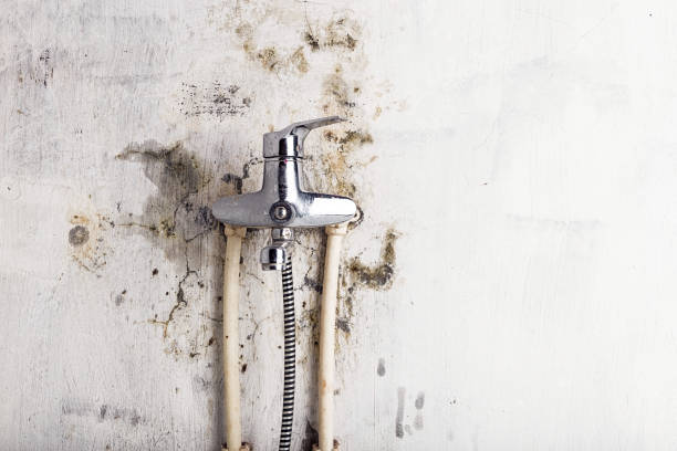 Mold Testing and Removal in Quinnipiac University, CT