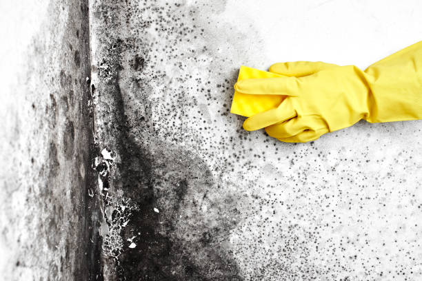 Best Mold Removal Near Me  in Quinnipiac University, CT