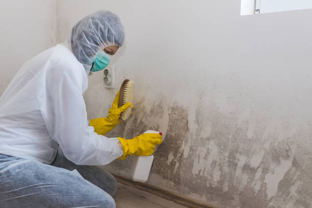 Best Fast Mold Removal  in Quinnipiac University, CT