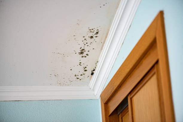 Best Residential Mold Removal  in Quinnipiac University, CT