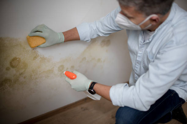  Quinnipiac University, CT Mold Removal Pros
