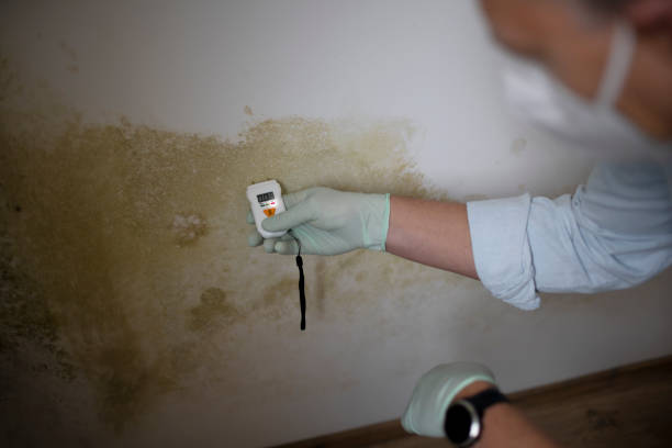 Best Mold Remediation  in Quinnipiac University, CT