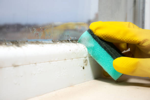 Mold Removal and Inspection in Quinnipiac University, CT