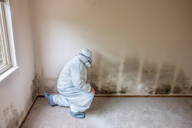 Best Office Mold Removal Services  in Quinnipiac University, CT