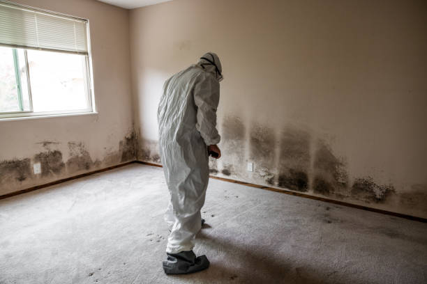 Best Mold Removal Company Near Me  in Quinnipiac University, CT