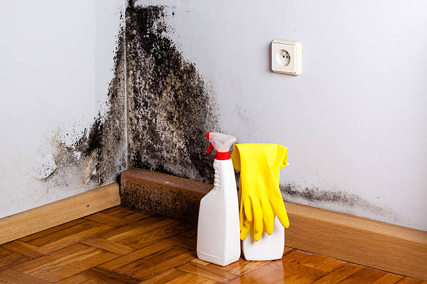 Best Crawl Space Mold Removal  in Quinnipiac University, CT