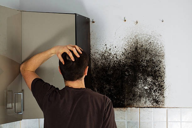 Best Emergency Mold Removal  in Quinnipiac University, CT