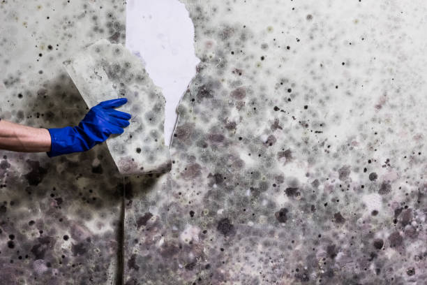 Best Certified Mold Removal  in Quinnipiac University, CT