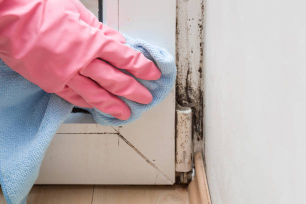 Best Certified Mold Removal  in Quinnipiac University, CT